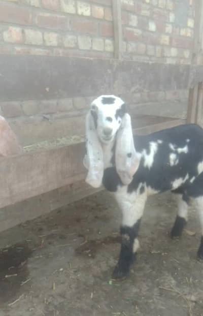 Female Goat | Beetal bakri | Goat | Milking goat kid