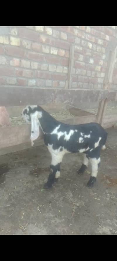 Female Goat | Beetal bakri | Goat | Milking goat kid
