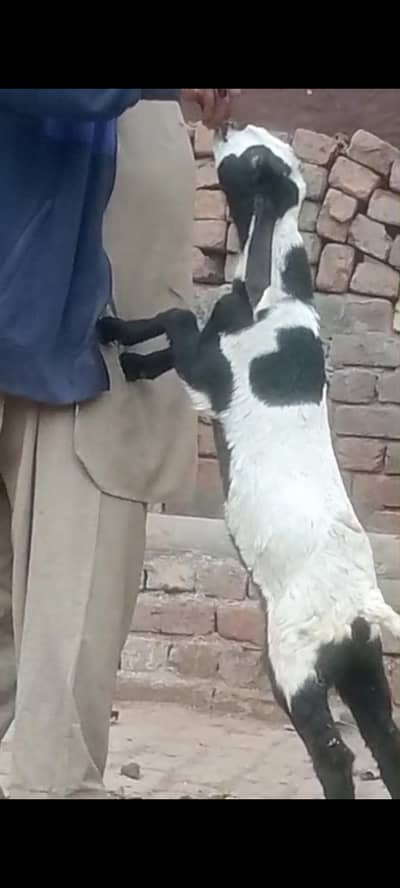 Betal Daba Bacha Sale