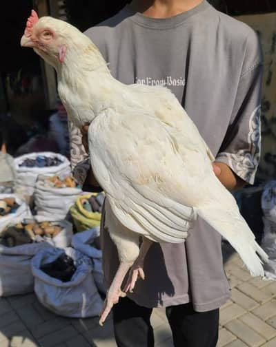 kandhari parrot beak Madi full paper white