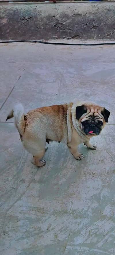 Female Pug for Sale. Non-Pedigree