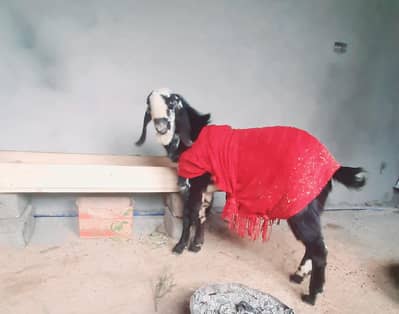 Healthy and Active Kheery Bakry