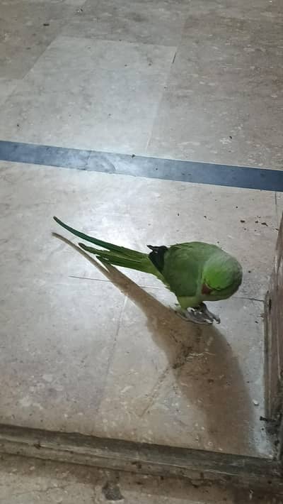 hand tame green neck