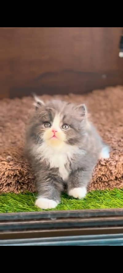 pure Persian cat grey colour vaccinated triple coted and littler ternd