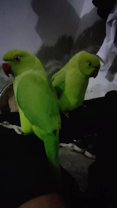 parrot for urgent sale