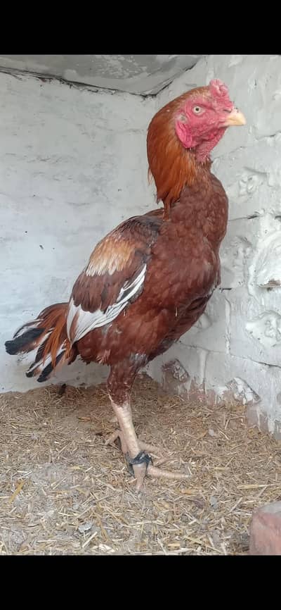 1 peela Male 1 shajra male or 1 mushki Madi mianwali hy