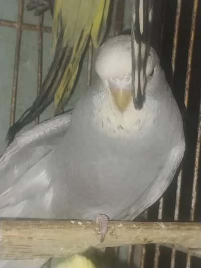 Exhibition hogo working patha