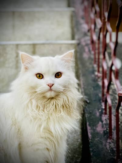 Persian Male Cat for Sale