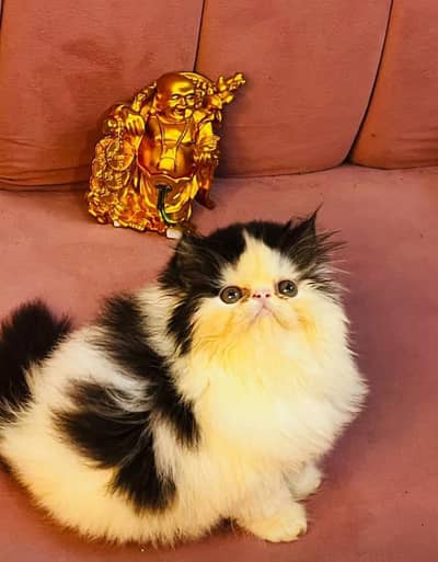 Show quality Persian,hamalayan,ragdoll kittens available for sale