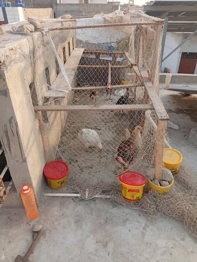 Aseel, White Buff, Rir, fayoumi (Misri)