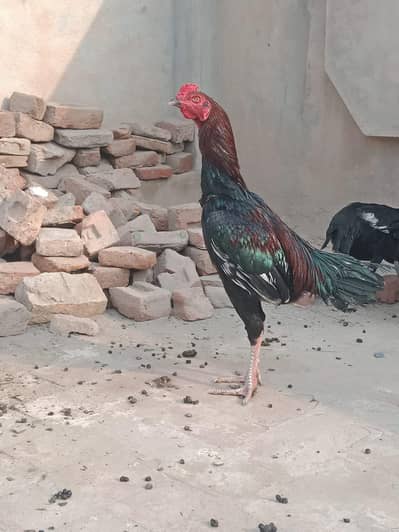 aseel 3 murge 5 Murgia for sale