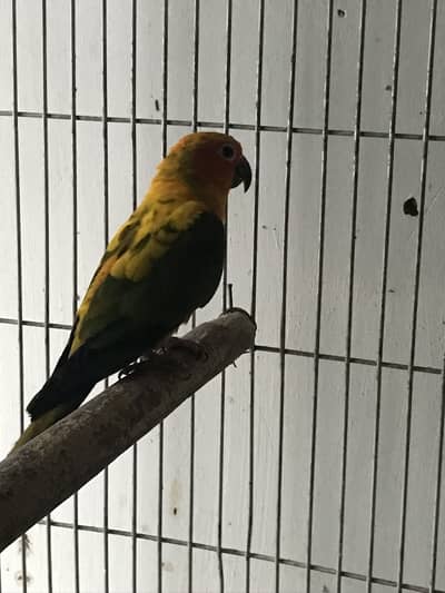 Sun conure dna male for exchange