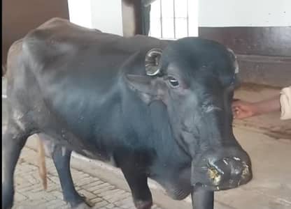 1st timer buffalo for sale