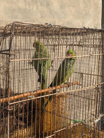 parrot pair