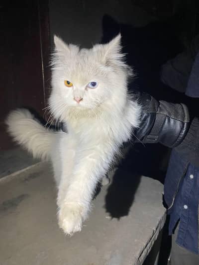 Persian male cat