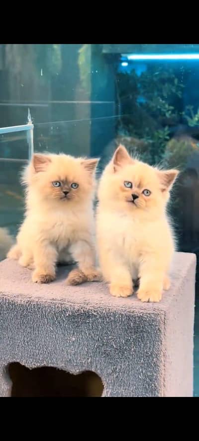 pure Persian cat puer healthy active vaccinated