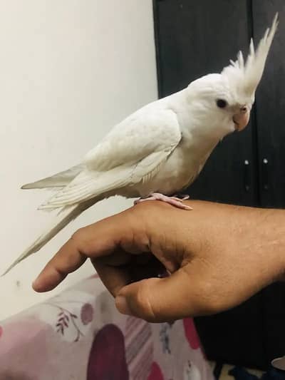 Eno red eyes cocktail chicks available for hand tame