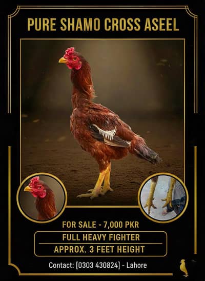 mash Allah Aseel Shamo Cross Patha - High Quality & Active