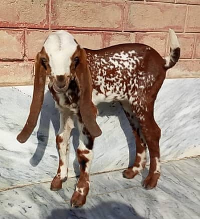 Makhi Cheeni Female Goat kid for sale