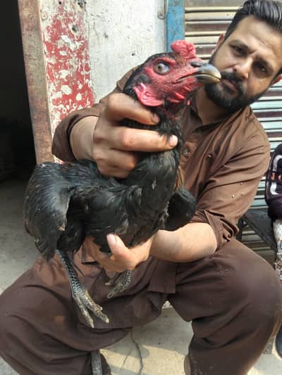 Thai 1 male 3 Female