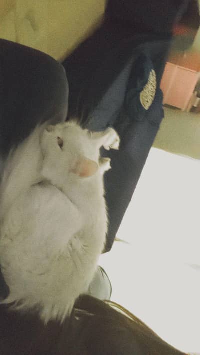 she's Persian double coat also shaved