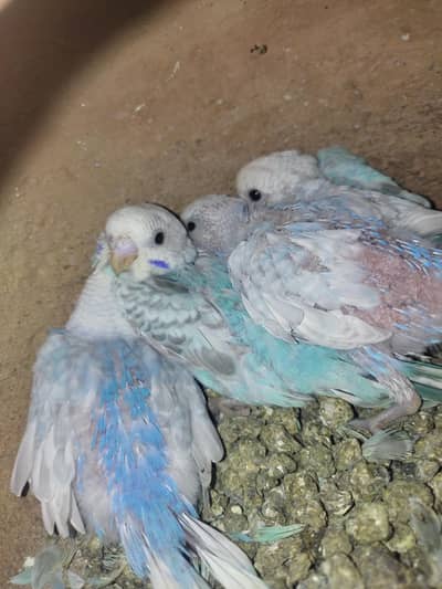 Budgies Rainbow Pair