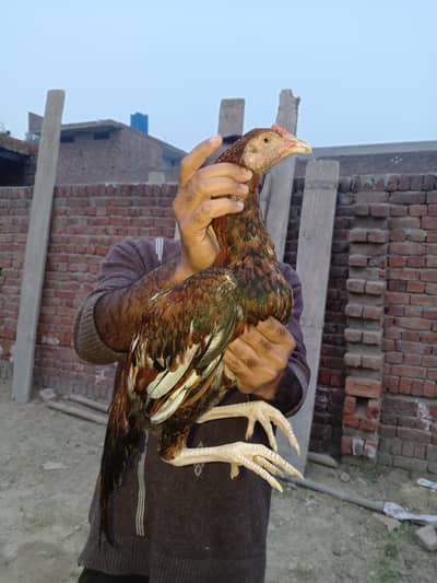 high quality Aseel birds