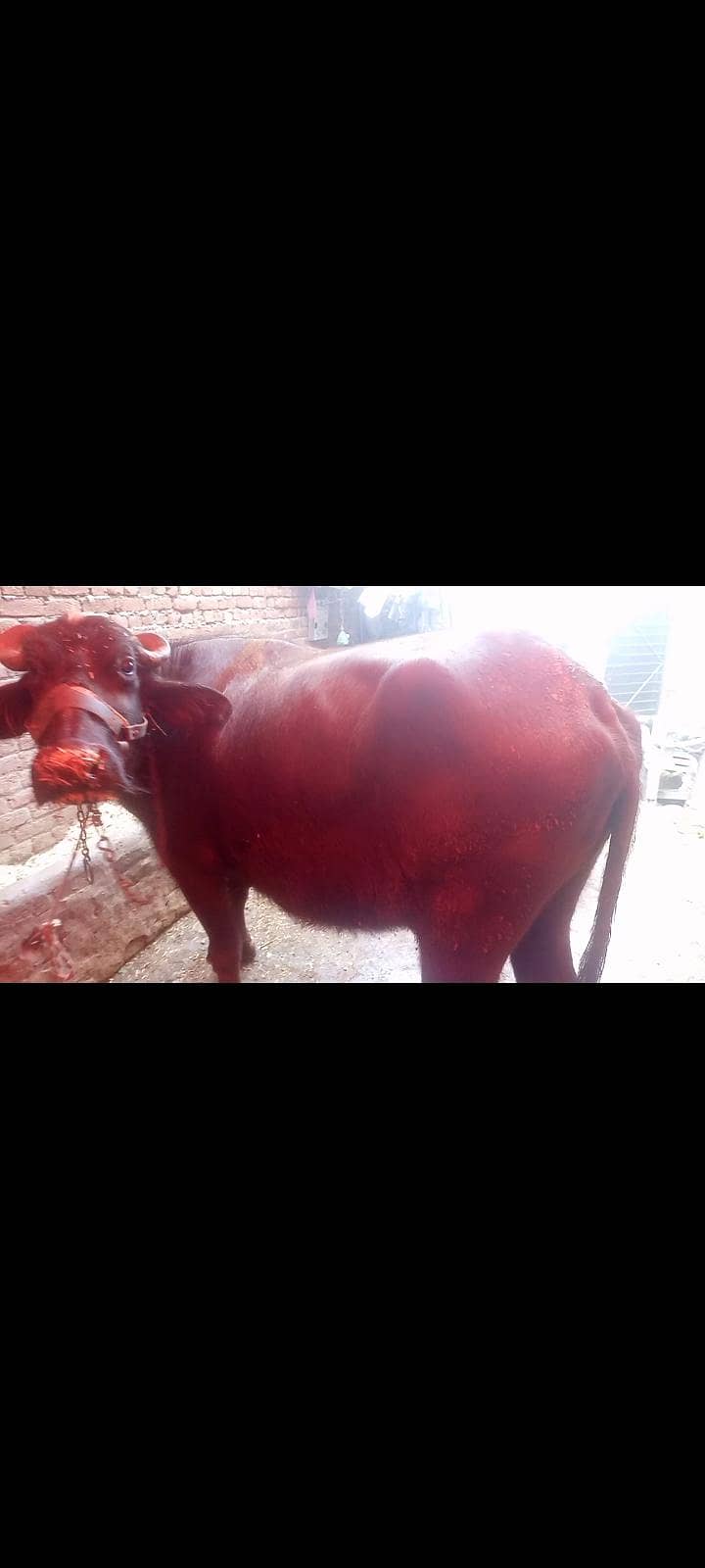 خوبصورت چھوٹی عمر جوان 1