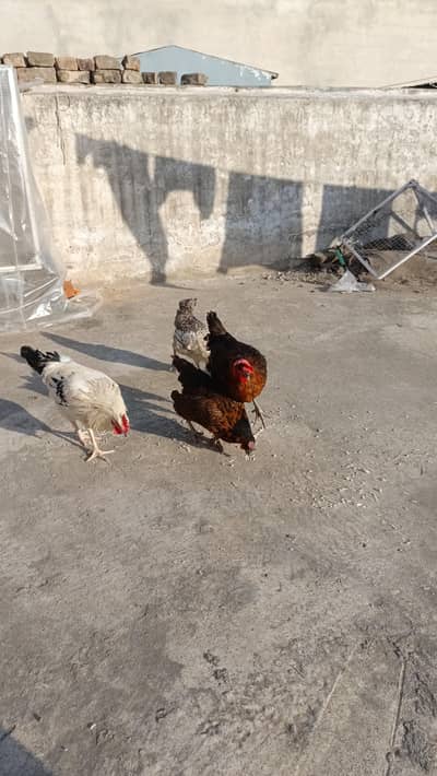 One murga 3 murgyian