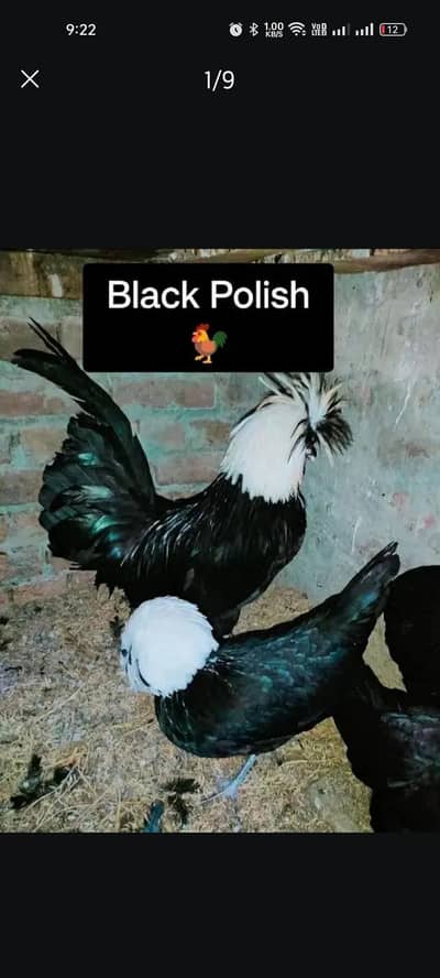 Black Polish Chicks For  Sale