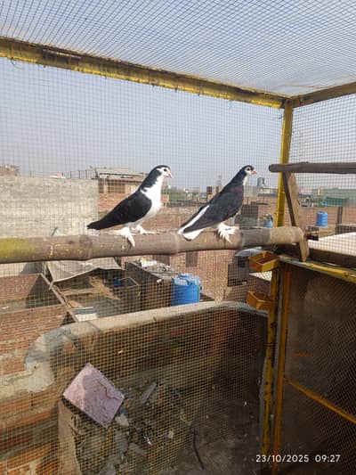 Lahori sherazi pair with 2 sherazi baby