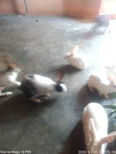 rabbit red eye wahit calories sell