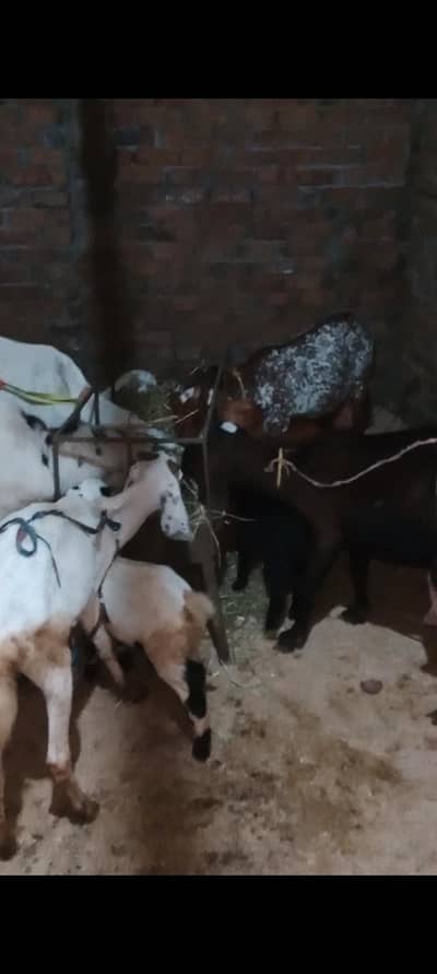 beetal rajanpori makhicheeni 4 bakrian or 6 bachay 3nar 03475108020