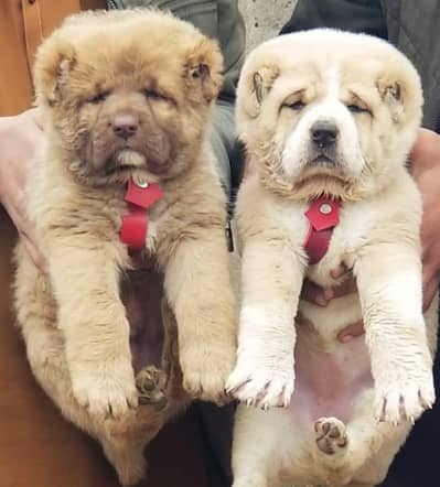 for sale Lal Pakistan available contact number