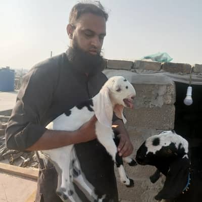 pure betal goat first timer with male kid beautiful