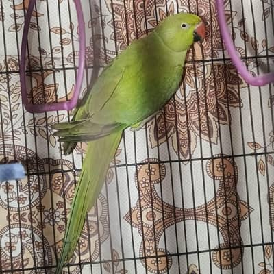 . Femail . Baty krti ha Young age h  . . 03280821149