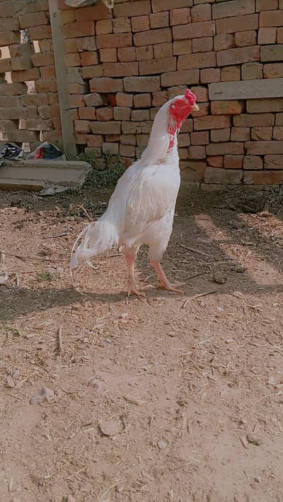 pure pepper white Heera (yellow nok nalee)