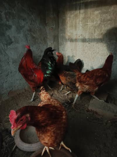 desi egg laying hens available