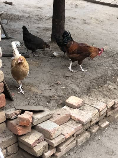 Golden mishri murgiyan murgay