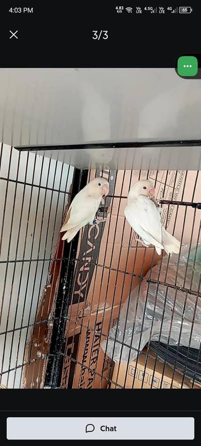 0327-0277654/Love bird/cocktail/parrot/cage/bajri/Australian/breeder/j