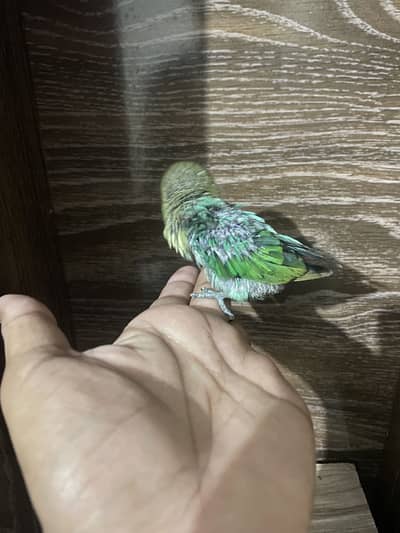 Lovebirds chicks