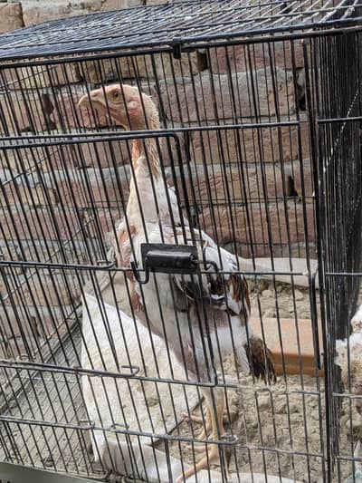 aseel shamo 4 chicks for sale