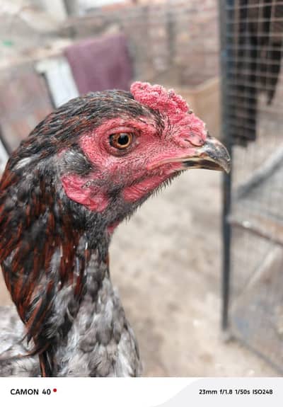 pure pokaya bacha for sale