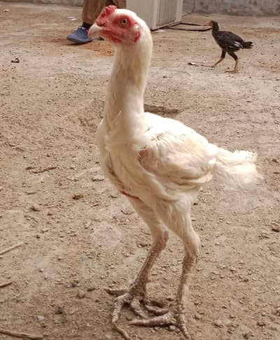 10 month shmau cross malefor sale