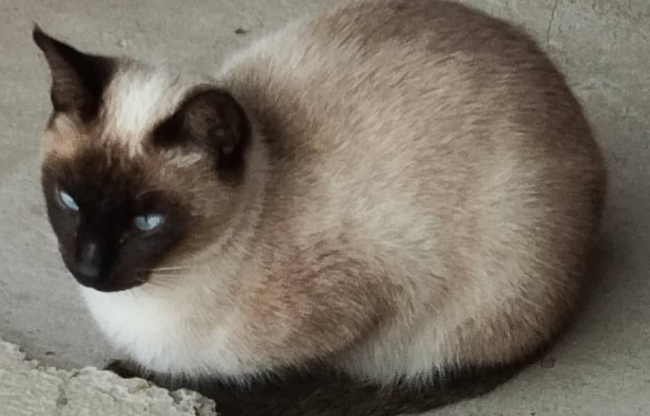 Siamese cat 1