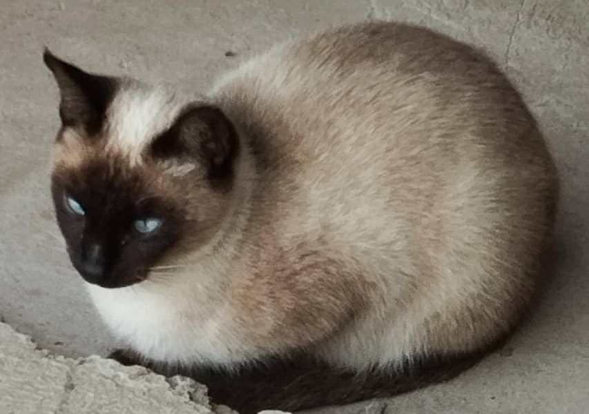 Siamese cat 2