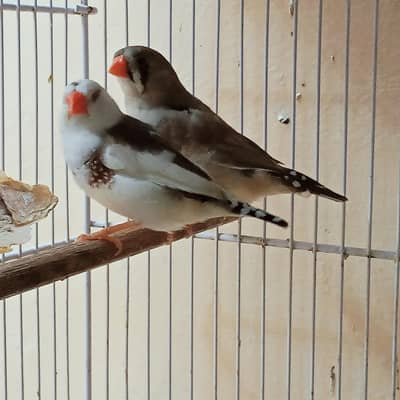 Saddleback, Snowwhite and Pied  Zebra Finches