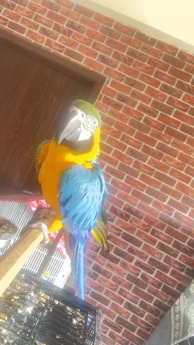 Blue and gold macaw