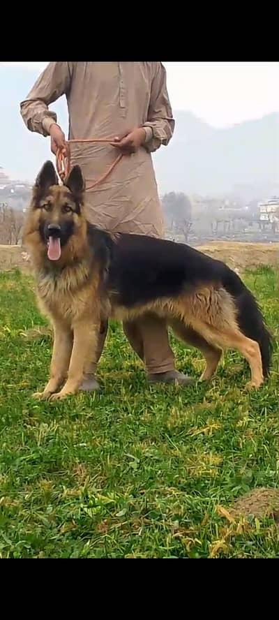 German shepherd |single coated |GSD puppy available for sale
