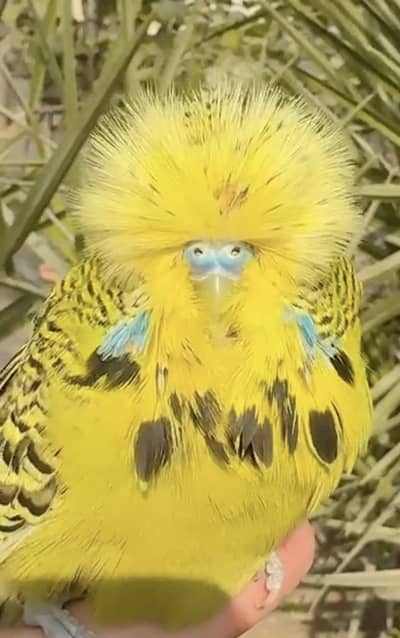 Exhibition budgies Breeder pairs pedigree